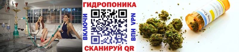 Каннабис планчик  как найти закладки  Покачи 